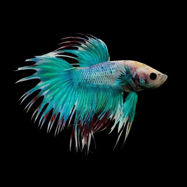 Crown Tail Betta Male Turquoise Base 3cm - Real Aquatics