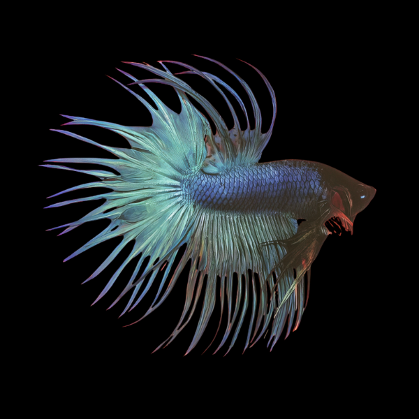 Crown Tail Betta Male Turquoise 3cm - Real Aquatics