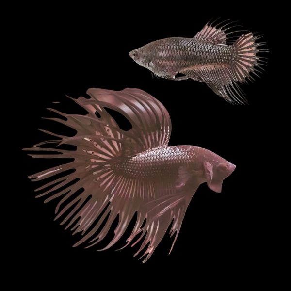 Crown Tail Betta Pair Male & Female Black 3cm - Real Aquatics