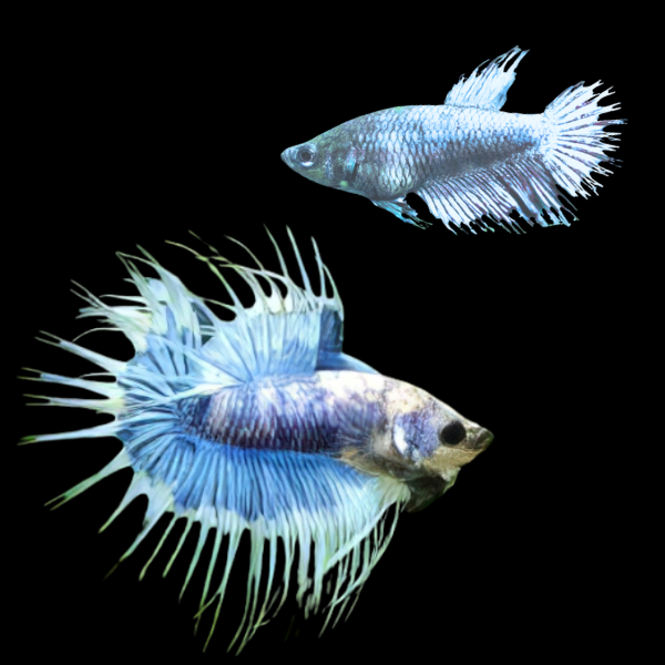 Crown Tail Betta Pair Male & Female Blue Base 3cm - Real Aquatics