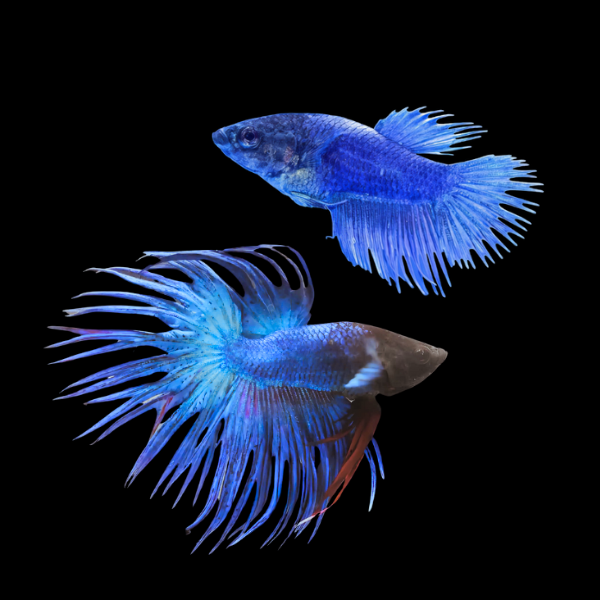 Crown Tail Betta Pair Male & Female Blue 3cm - Real Aquatics