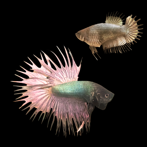 Crown Tail Betta Pair Male & Female Copper 3cm - Real Aquatics
