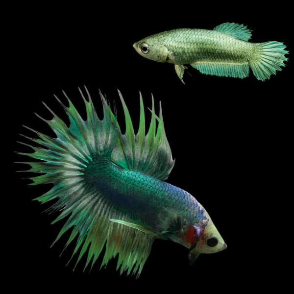 Crown Tail Betta Pair Male & Female Green Base 3cm - Real Aquatics