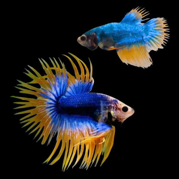 Crown Tail Betta Pair Male & Female Mustard Gas 3cm - Real Aquatics