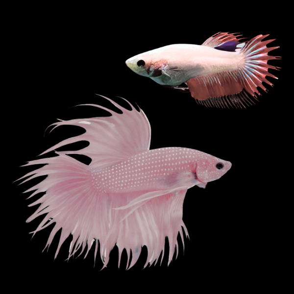 Crown Tail Betta Pair Male & Female Pink Base 3cm - Real Aquatics