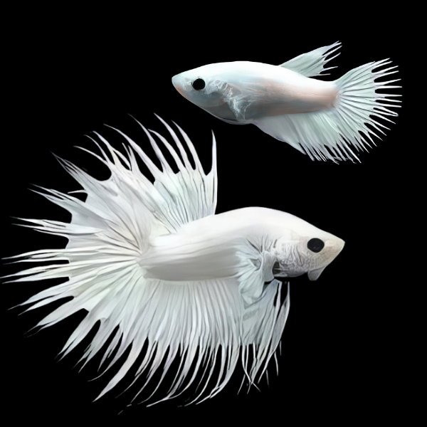 Crown Tail Betta Pair Male & Female Platinum 3cm - Real Aquatics