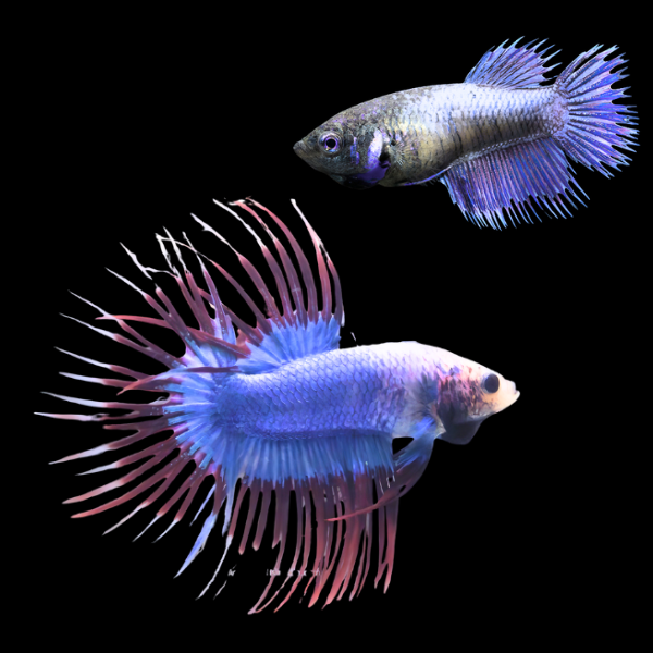 Crown Tail Betta Pair Male & Female Purple Base 3cm - Real Aquatics