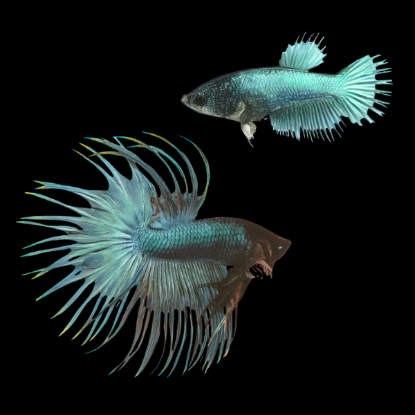 Crown Tail Betta Pair Male & Female Turquoise 3cm - Real Aquatics