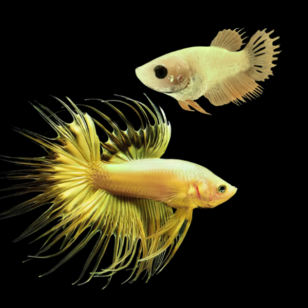 Crown Tail Betta Pair Male & Female Yellow Base 3cm - Real Aquatics