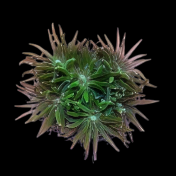 Crystal Hard Coral Galaxea Sp - Real Aquatics