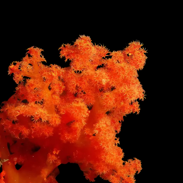 Cultured Pussey Soft Coral Orange Scleronephthya Sp - Real Aquatics