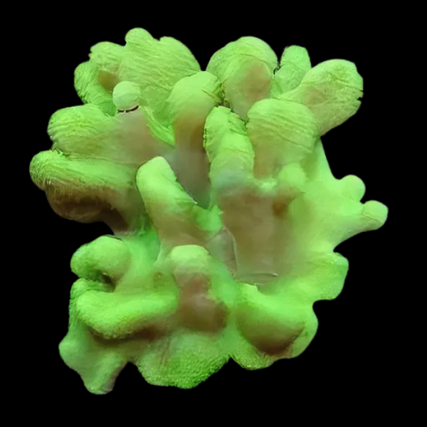 Cultured Toadstool Knobbly Soft Coral Sarcophyton Sp - Real Aquatics