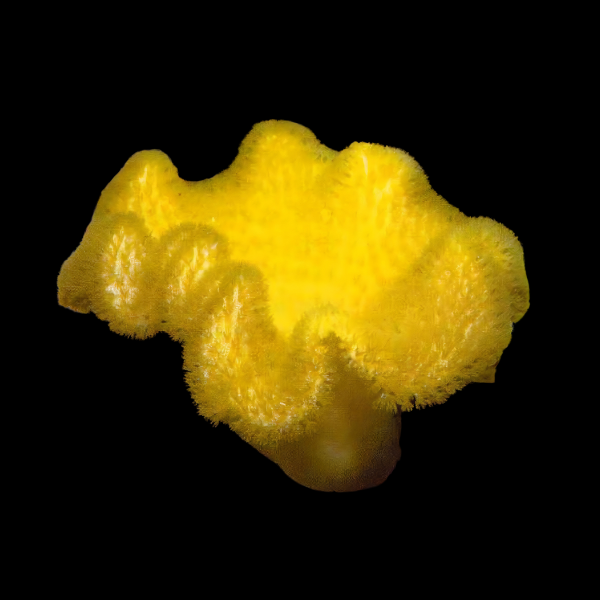 Cultured Toadstool Yellow Soft Coral Sarcophyton Sp - Real Aquatics