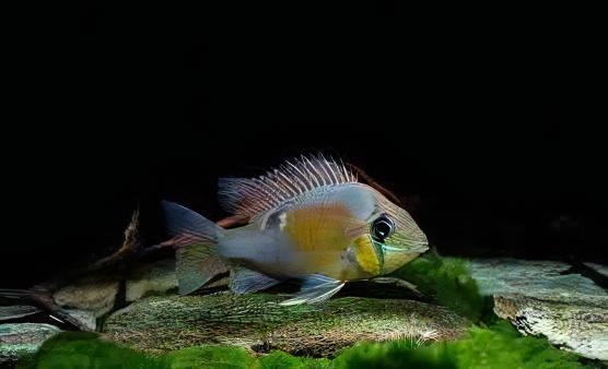 Cupid Cichlid Biotodoma Cupido 5cm - Real Aquatics
