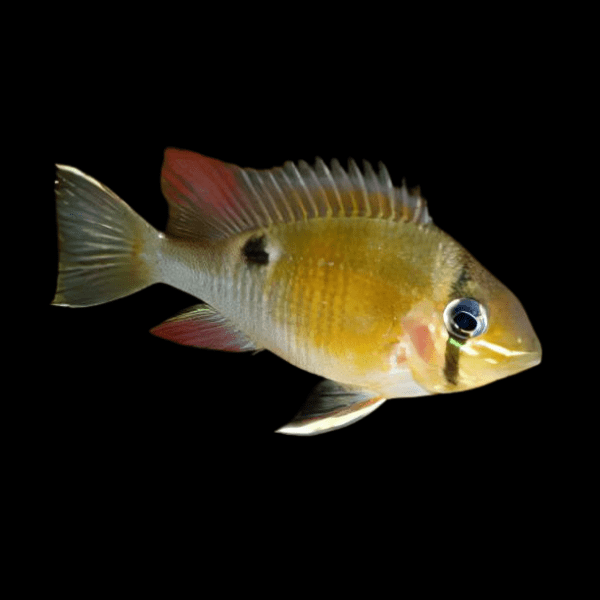 Cupid Cichlid Biotodoma Cupido 5cm - Real Aquatics