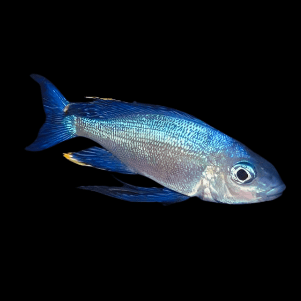 Featherfin Cichlid Cyathopharynx Furcifer 4cm - Real Aquatics