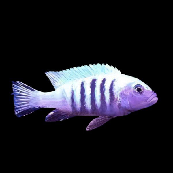 Pseudotropheus Cynotilapia Afra White Top Malawi African Cichlid - Real Aquatics