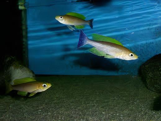 Cyprichromis Coloratus Mbita Tanganyikan African Cichlids 5cm - Real Aquatics