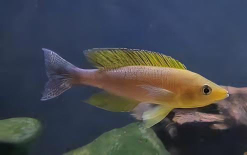 Cyprichromis Coloratus Mbita Tanganyikan African Cichlids 5cm - Real Aquatics