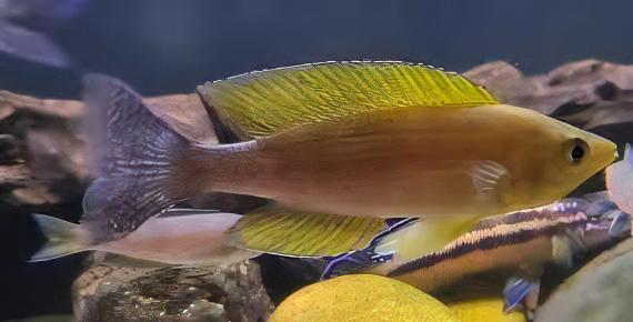Cyprichromis Coloratus Mbita Tanganyikan African Cichlids 5cm - Real Aquatics