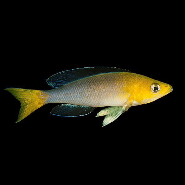Cyprichromis Leptosoma Yellow Head Tanganyikan African Cichlids 5cm - Real Aquatics