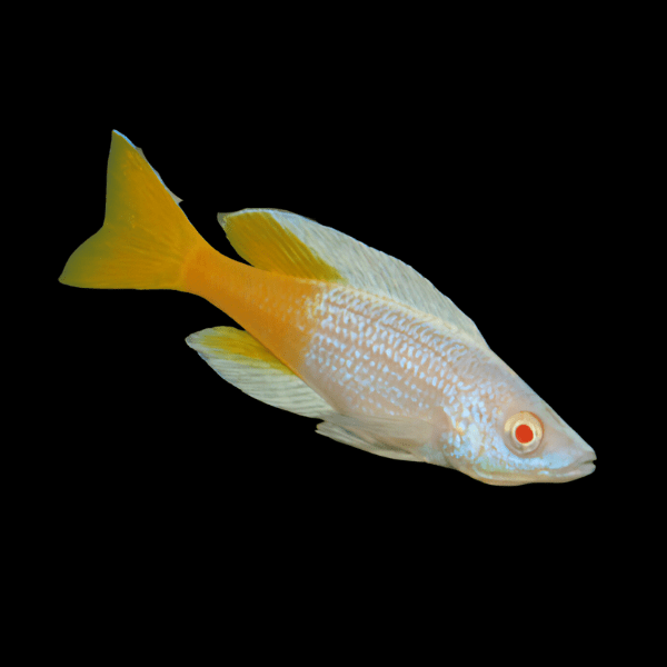 Cyprichromis Microlepidotus Kitumba Albino Tanganyikan African Cichlids 5cm - Real Aquatics
