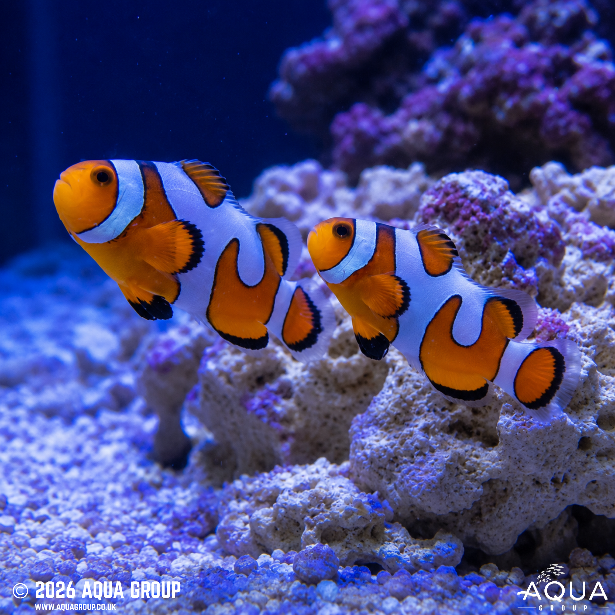 DaVinci Clownfish (Amphiprion ocellaris)