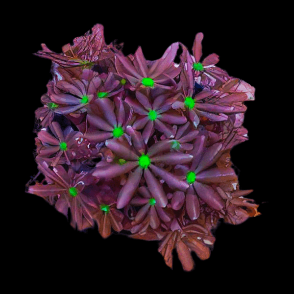 Daisy Coral Polyp Clavularia Sp - Real Aquatics