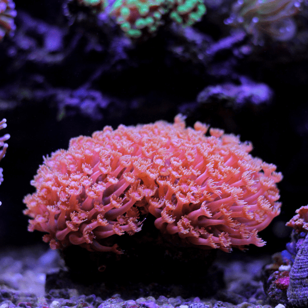 Daisy Polyp Coral Frag Goniopora Sp - Real Aquatics