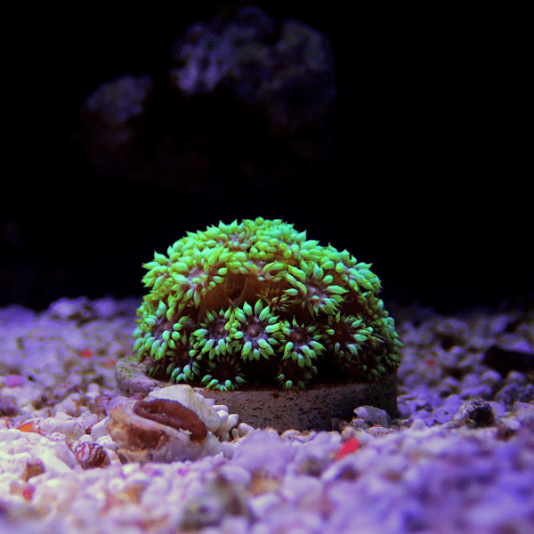 Daisy Polyp Coral Frag Goniopora Sp - Real Aquatics