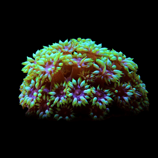 Daisy Polyp Coral Frag Goniopora Sp - Real Aquatics