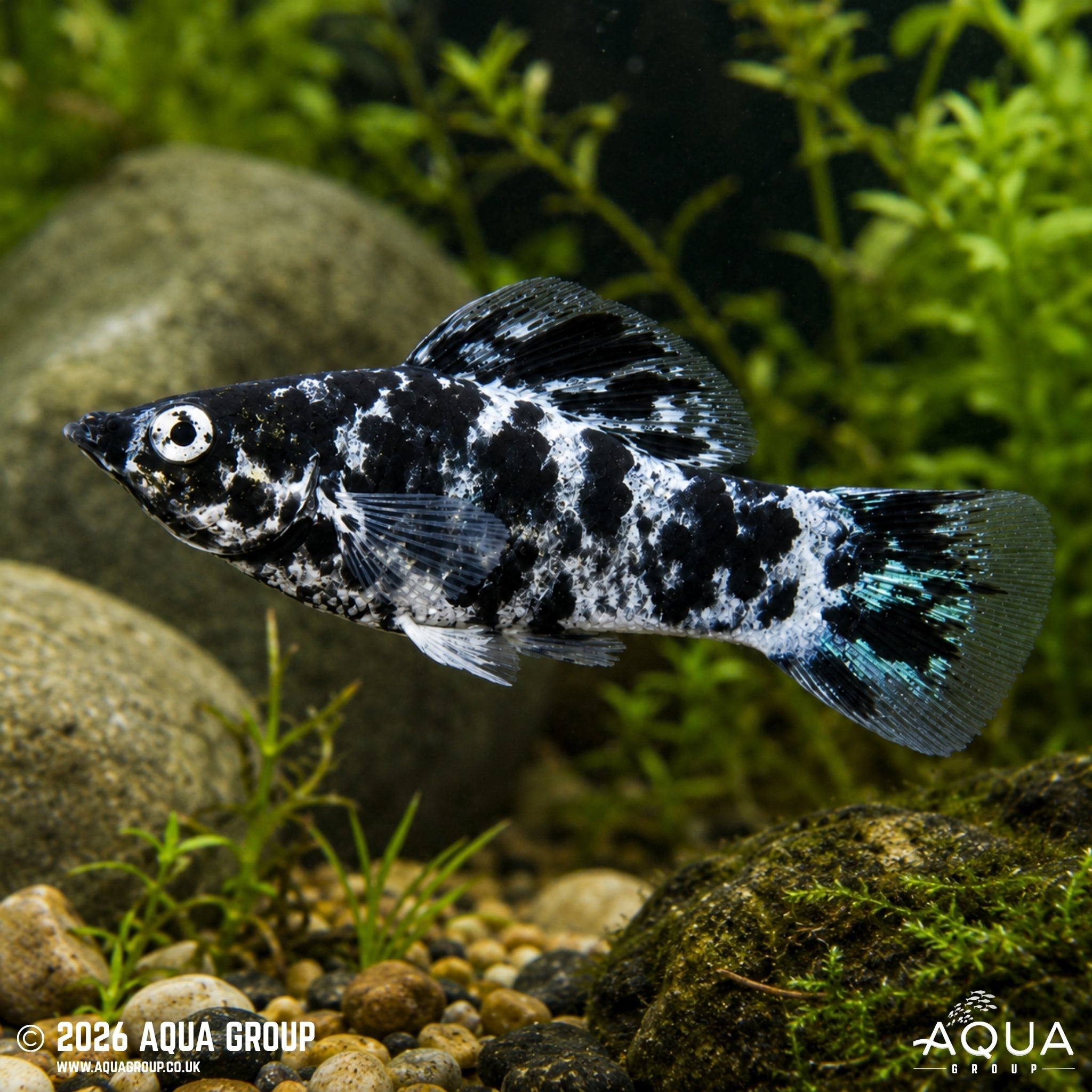 Dalmatian Molly (Poecilia latipinna)