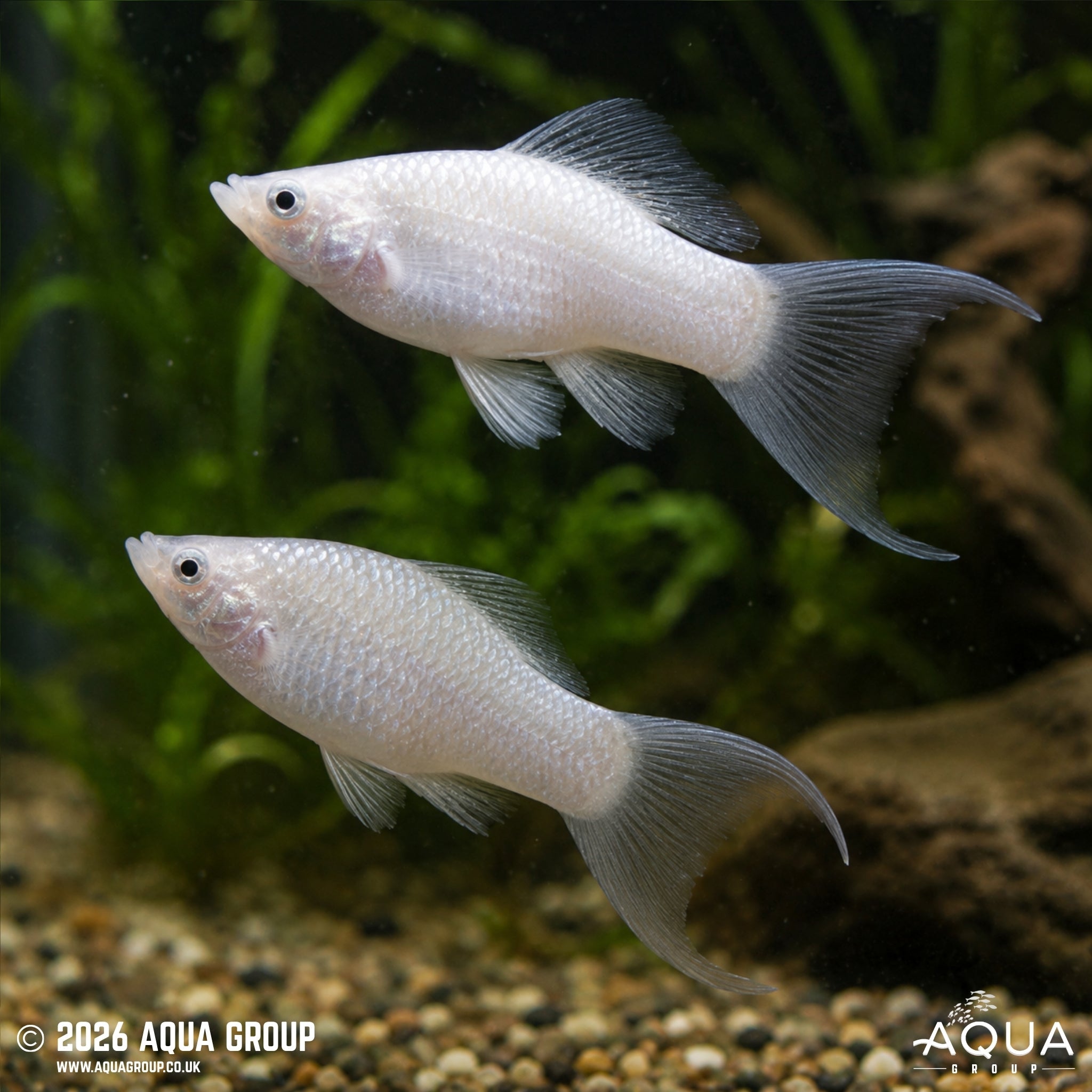 Silver Lyretail Molly (Poecilia latipinna)