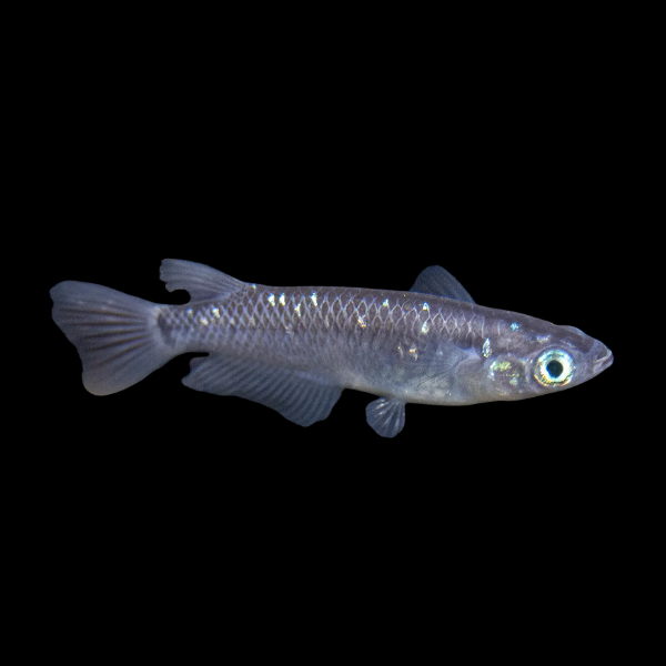 Dalmation Rice Fish Oryzias Latipes - 3cm - Real Aquatics