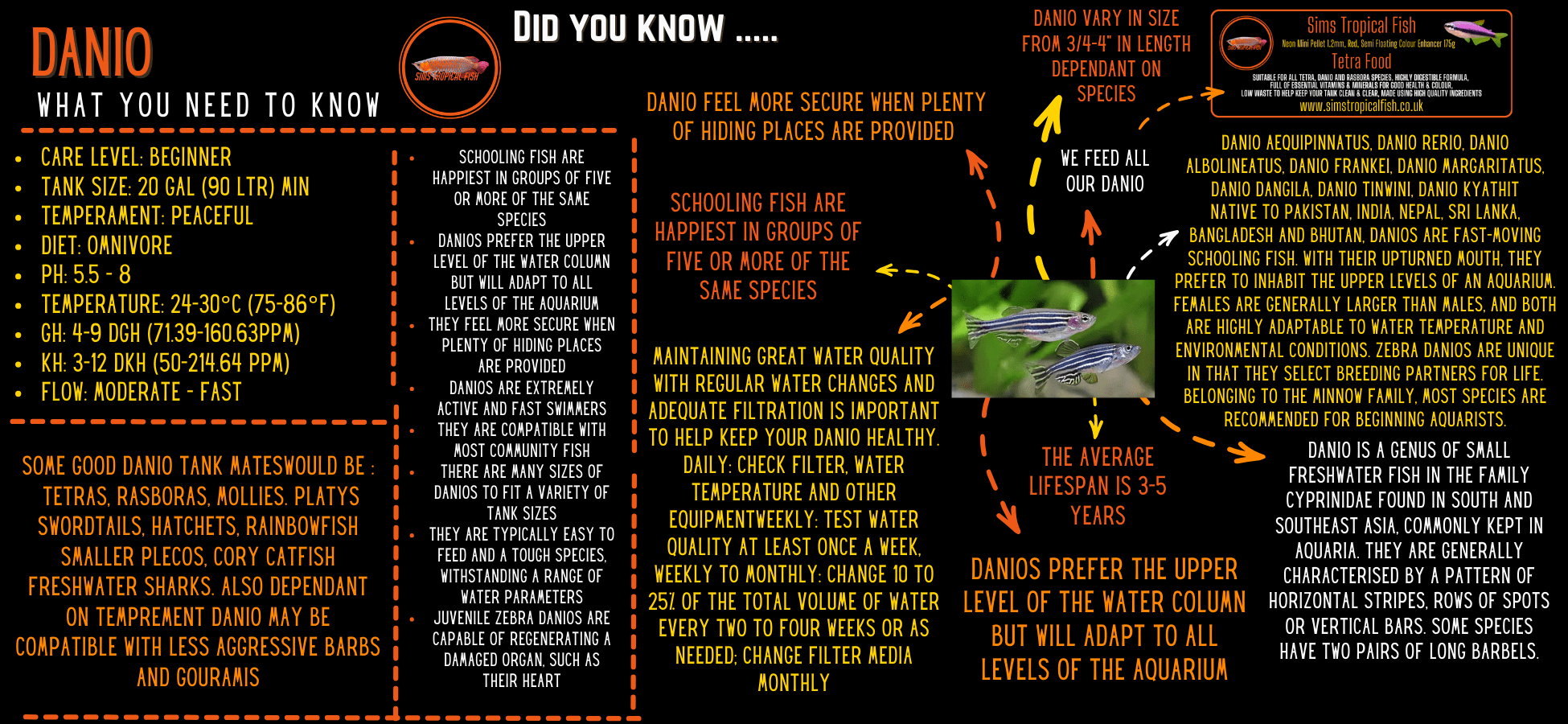Long Fin Harlequin Rasbora Trigonostigma Heteromorpha - Real Aquatics