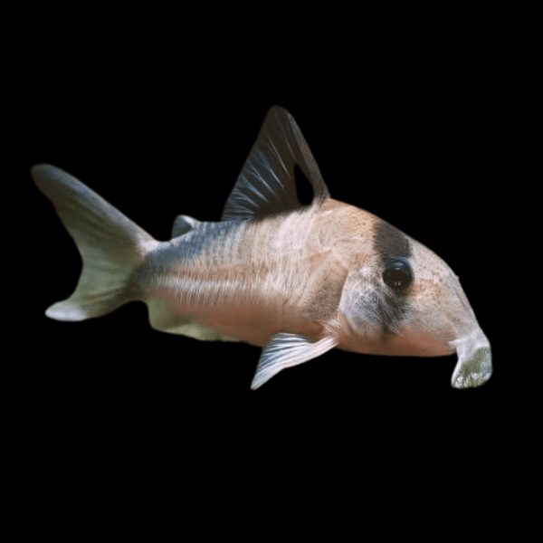 David Sands Corydoras Davidsandsi CW107 4cm Catfish - Real Aquatics