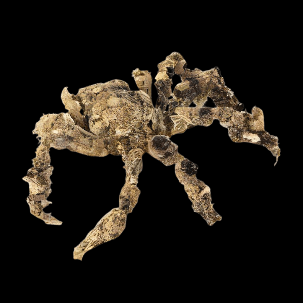 Decorator Crab Camposcia Retusa - Real Aquatics