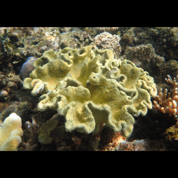 Deep Ridge Toadstool Soft Coral Sarcophyton Sp - Real Aquatics