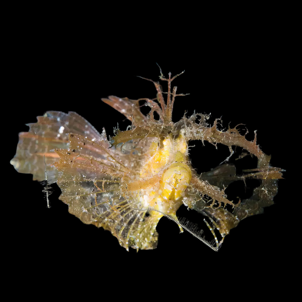 Denis Healey Leaf Fish Pteroidichthys Amboinensis - Real Aquatics