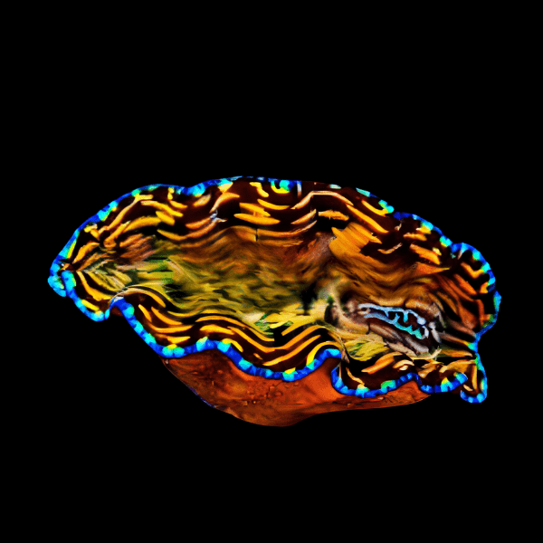 Derasa Clam Tridacna Derasa - Real Aquatics