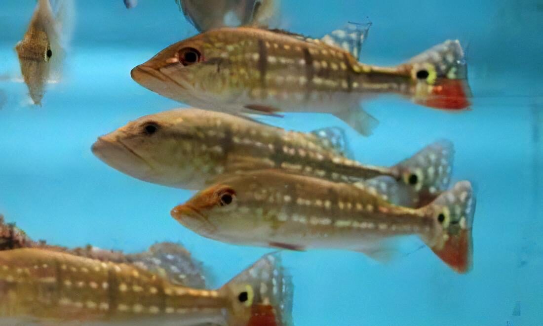 Assorted Peacock Bass - Cichla 5cm - Real Aquatics