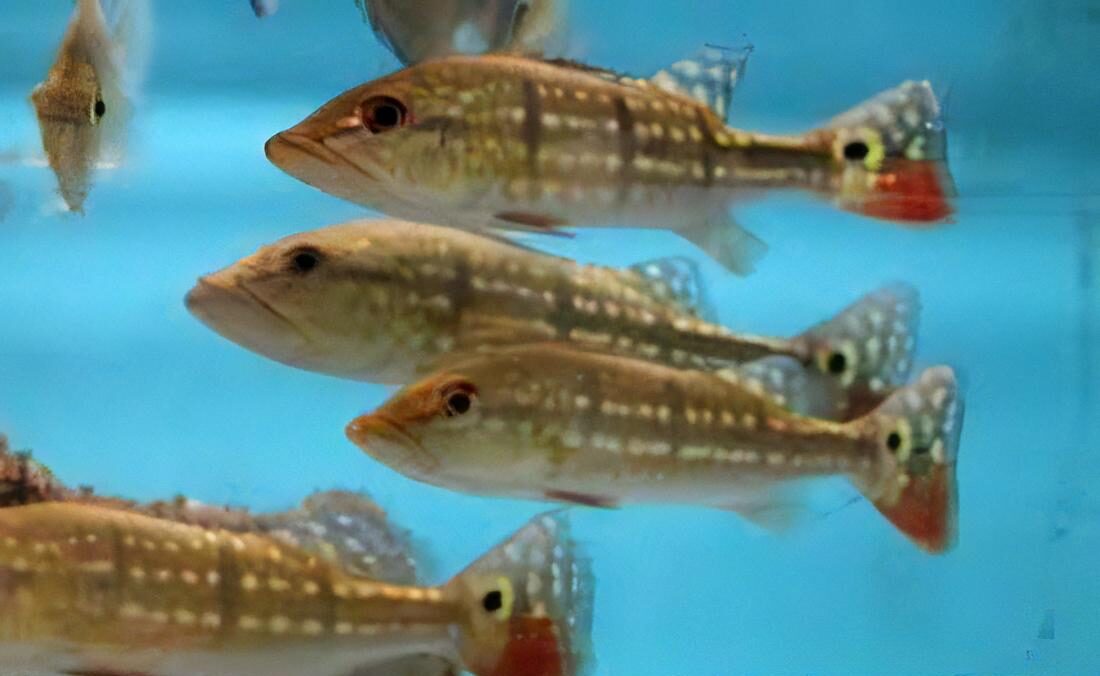 Diamond Peacock Bass