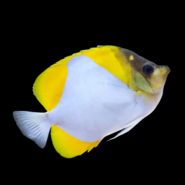 Diamond Butterfly Fish Hemitaurichthys Polylepis - Real Aquatics