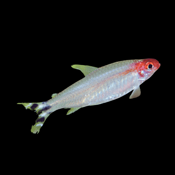 Platinum Diamond Rummy Nose Tetra Hemigrammus Rhodostomus 2cm - Real Aquatics
