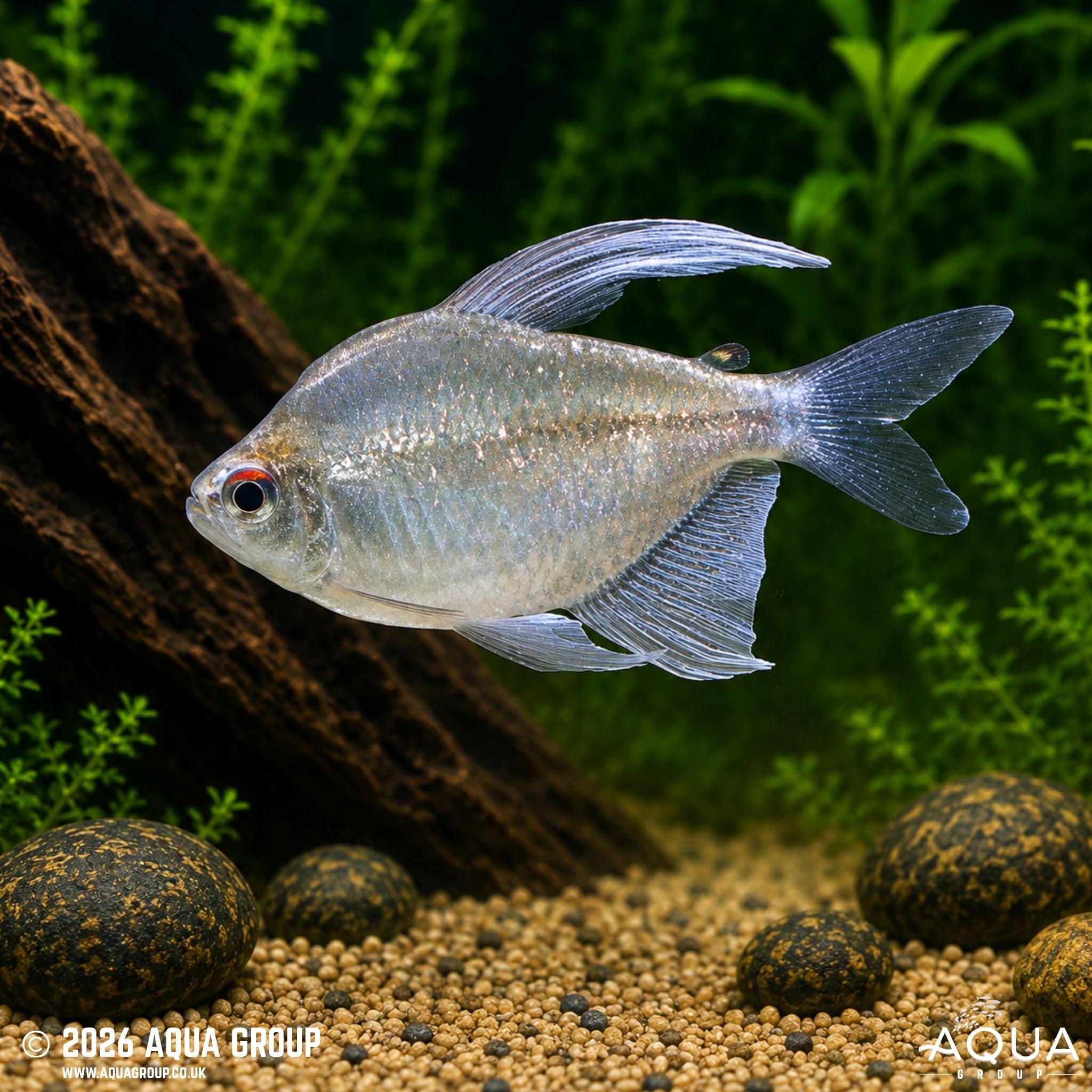 Diamond Tetra (Moenkhausia pittieri)
