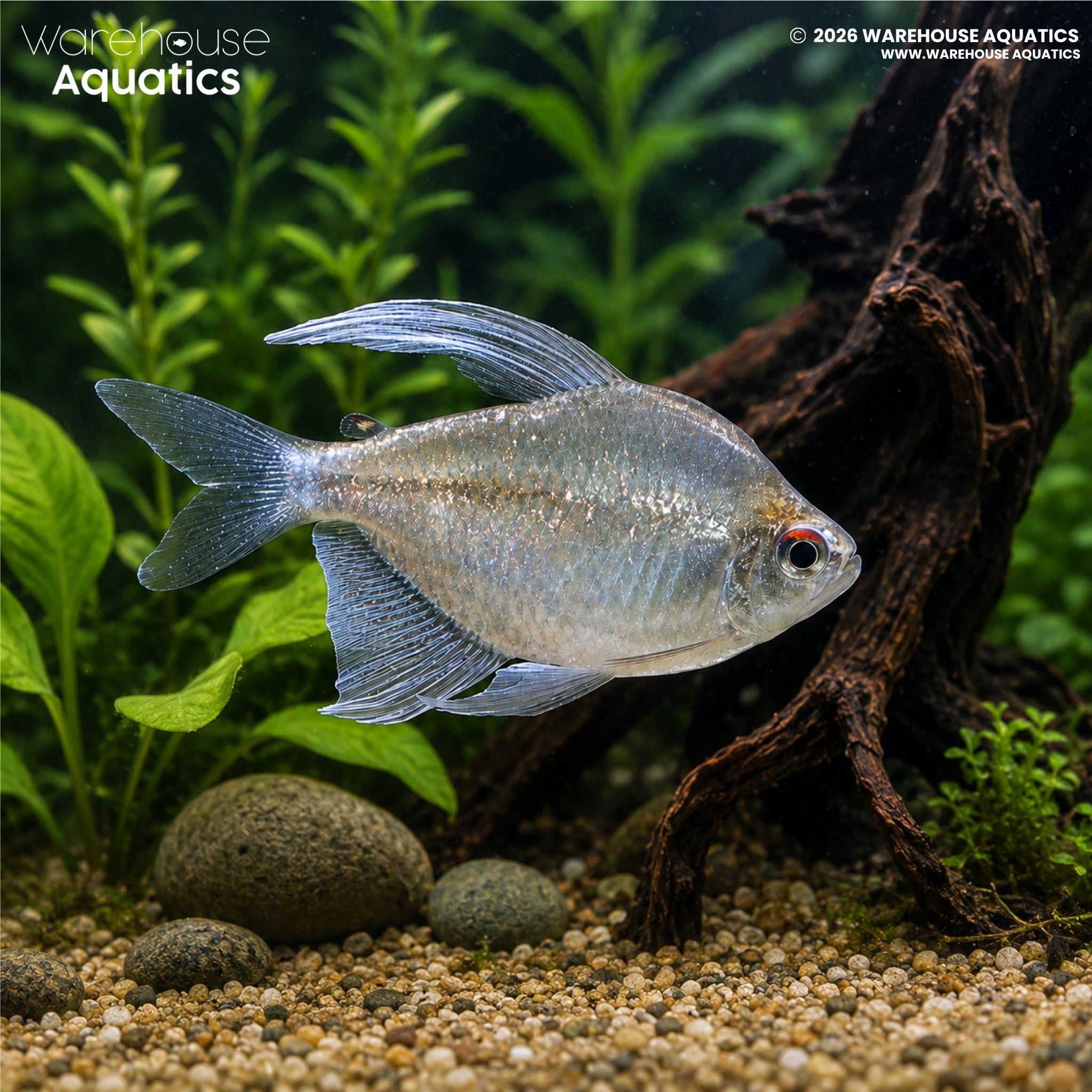 Diamond Tetra (Moenkhausia pittieri)