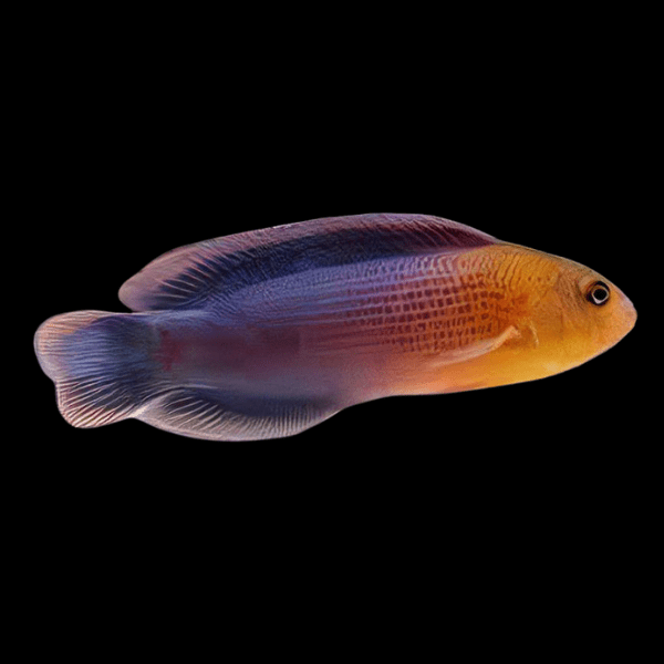 Dilectis Pygmy Basslet Pseudochromis Dilectus - Real Aquatics