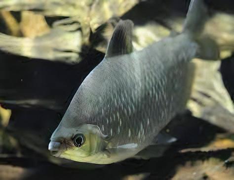 Distichodus Affinis Lefini 5cm - Real Aquatics