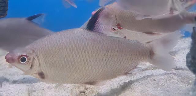 Distichodus Affinis Lefini 5cm - Real Aquatics