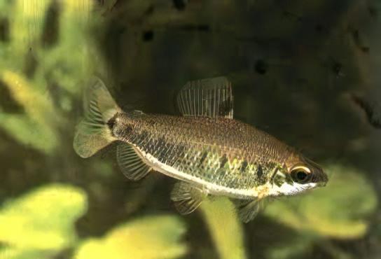 Distichodus Decemmaculatus 5cm - Real Aquatics